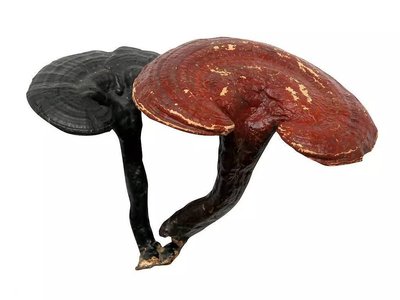  灵芝的组成以及对人体的十大功效