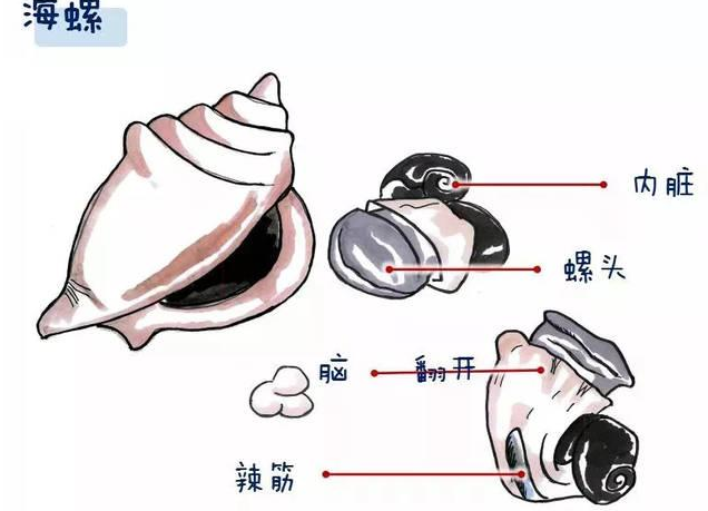  海螺的哪些部位不能食用