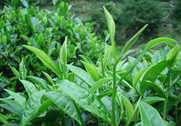 冬季养生喝铁观音茶