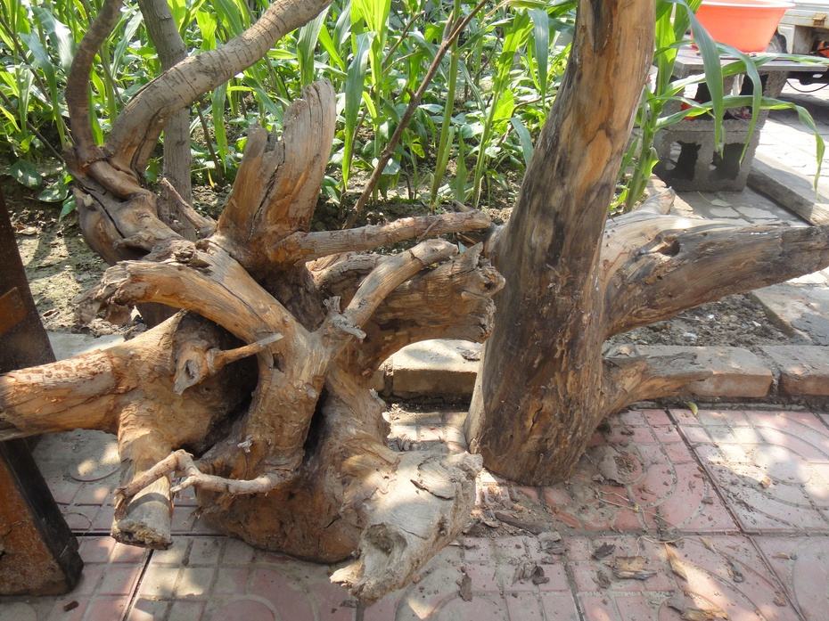 香椿树根