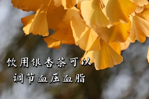  银杏茶的功效与作用有哪些？