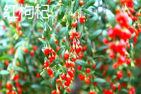 红枸杞