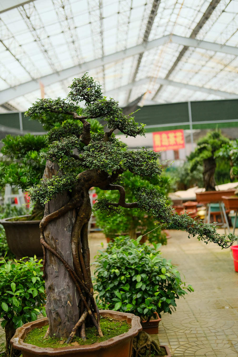 观赏植物的果实能吃吗