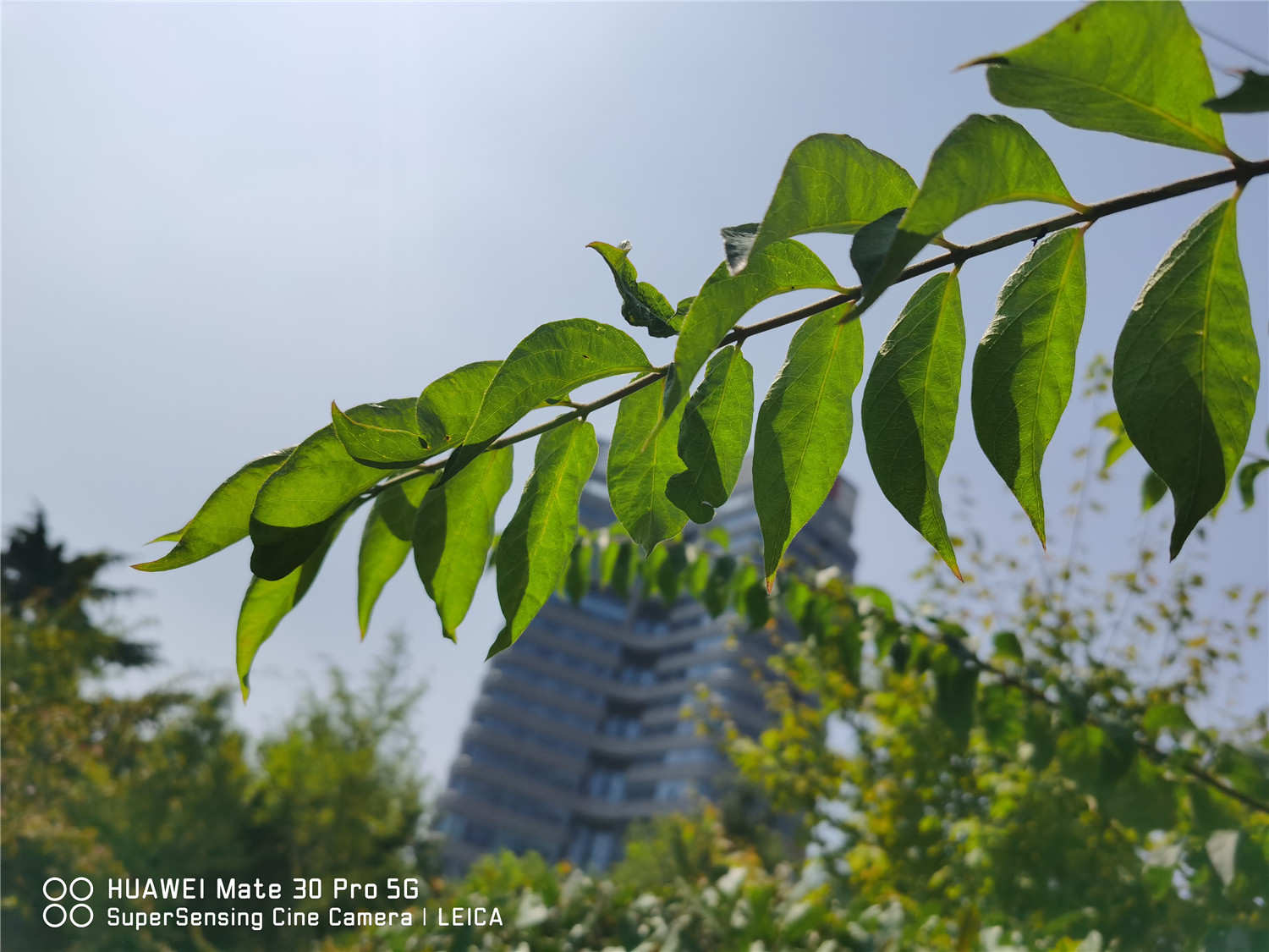 忍冬果实的功效与作用，如何食用