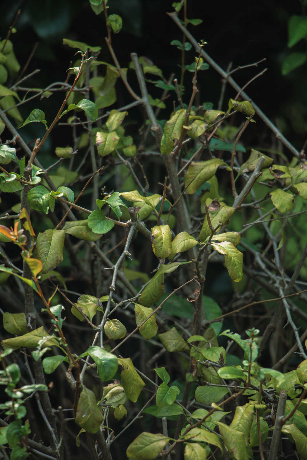 贴梗海棠 贴梗海棠
