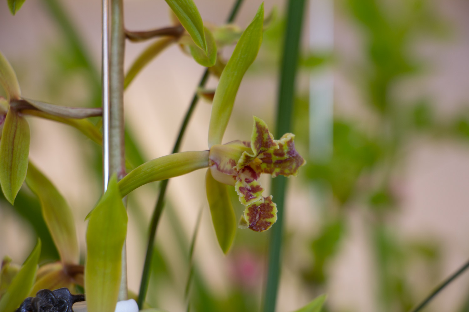 兰花可以放在客厅吗