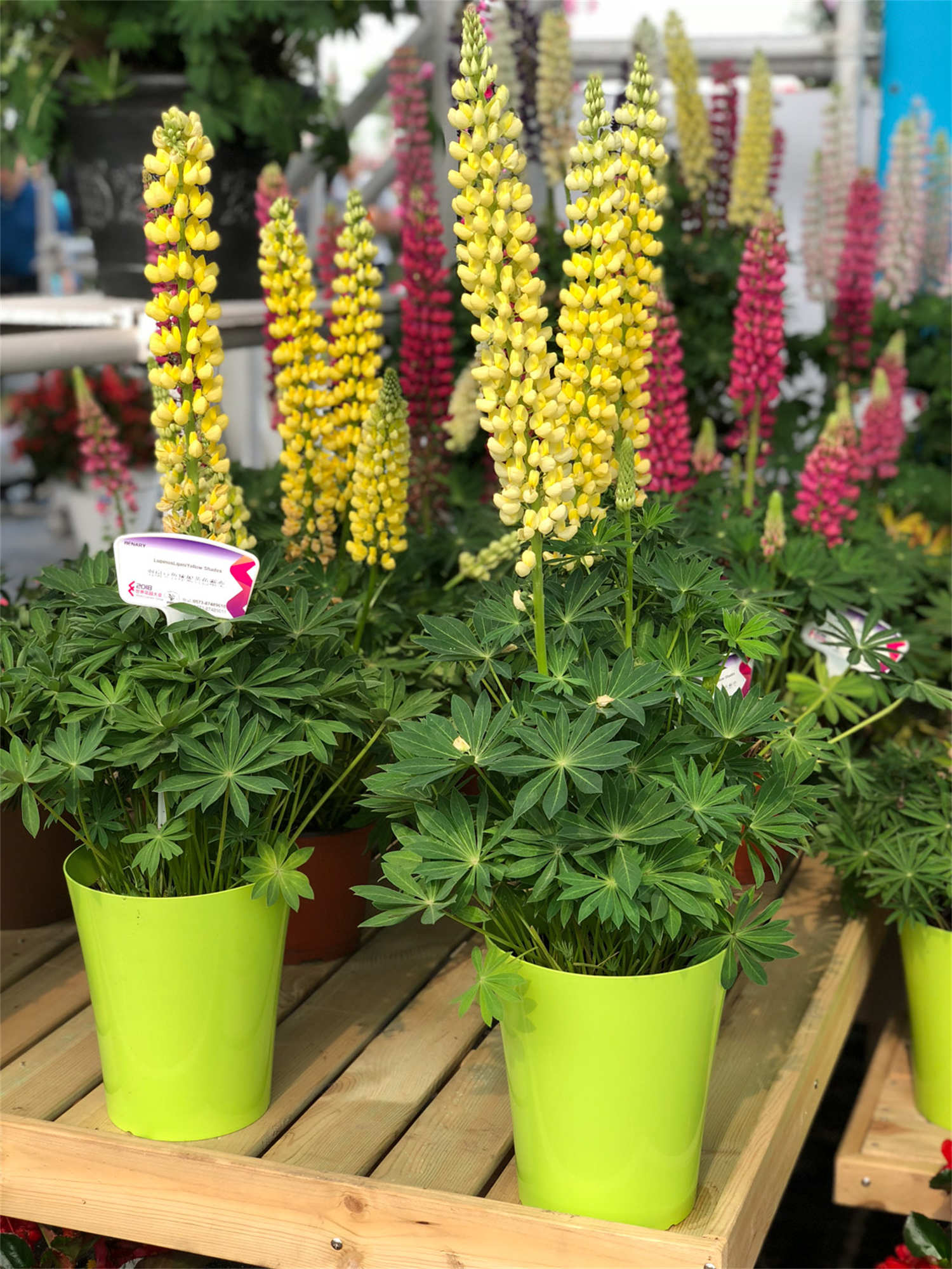 鲁冰花有什么作用