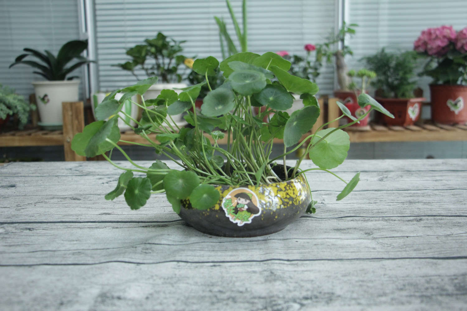 铜钱草可以放客厅吗