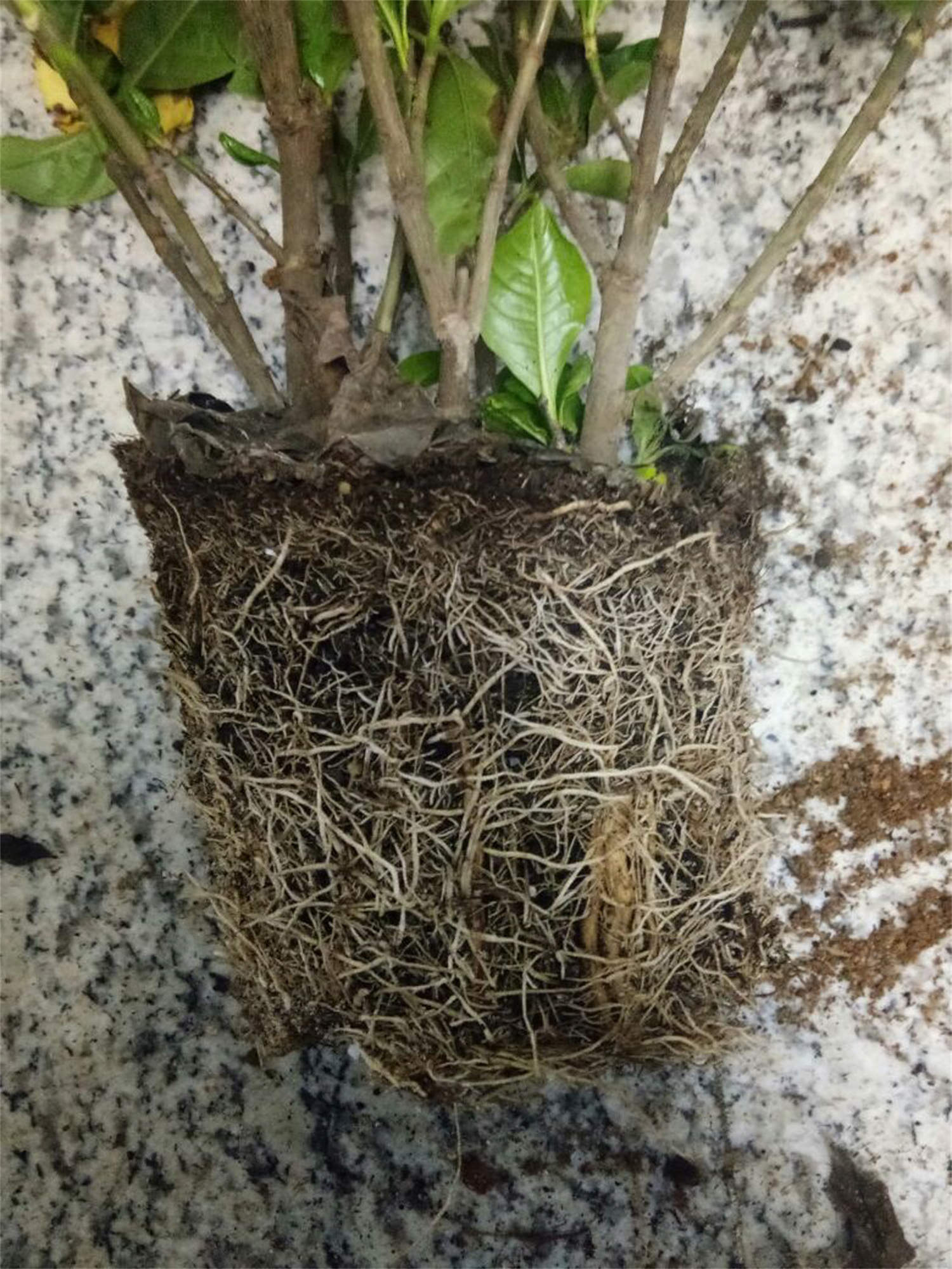 栀子花的风水作用