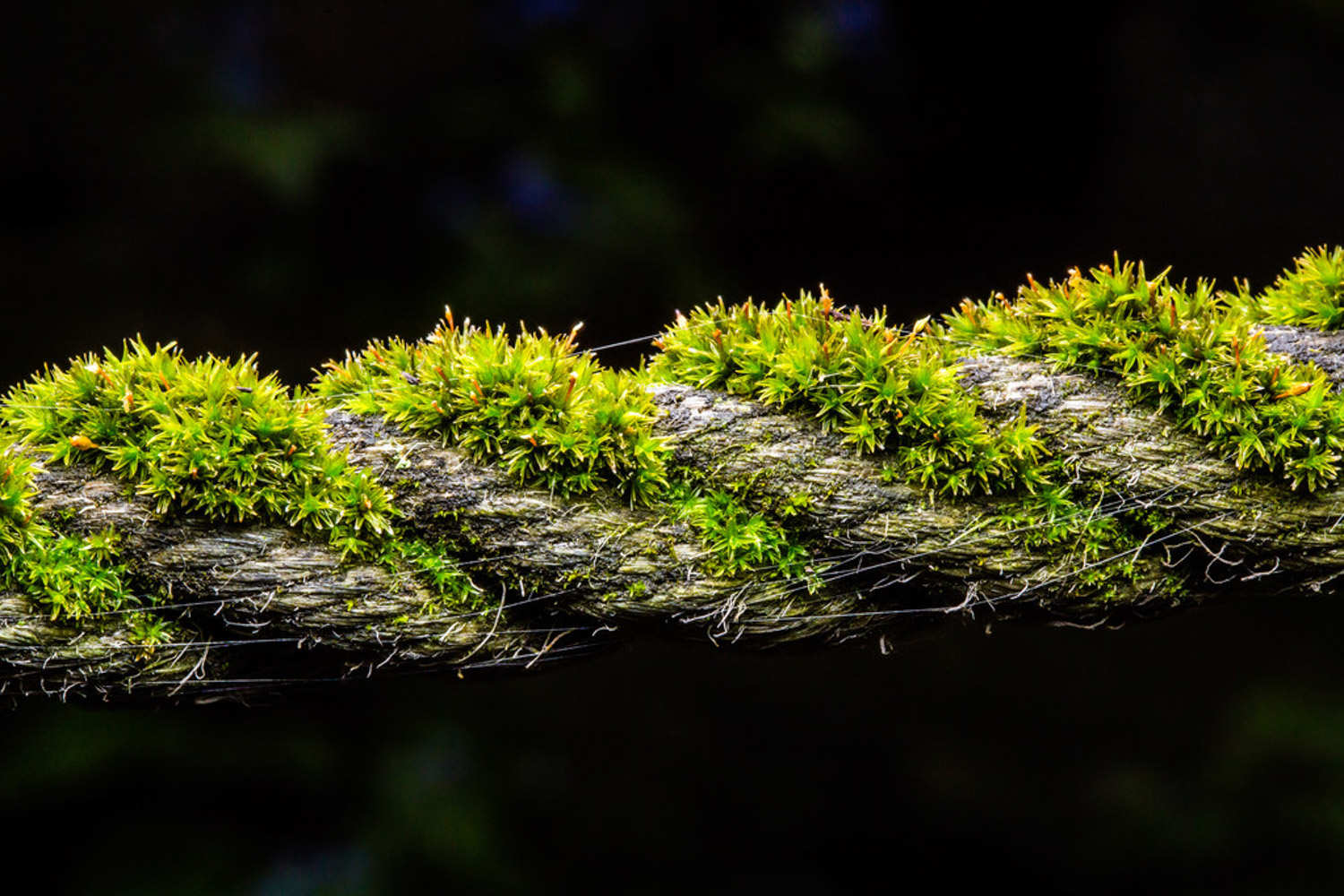苔藓植物有什么作用