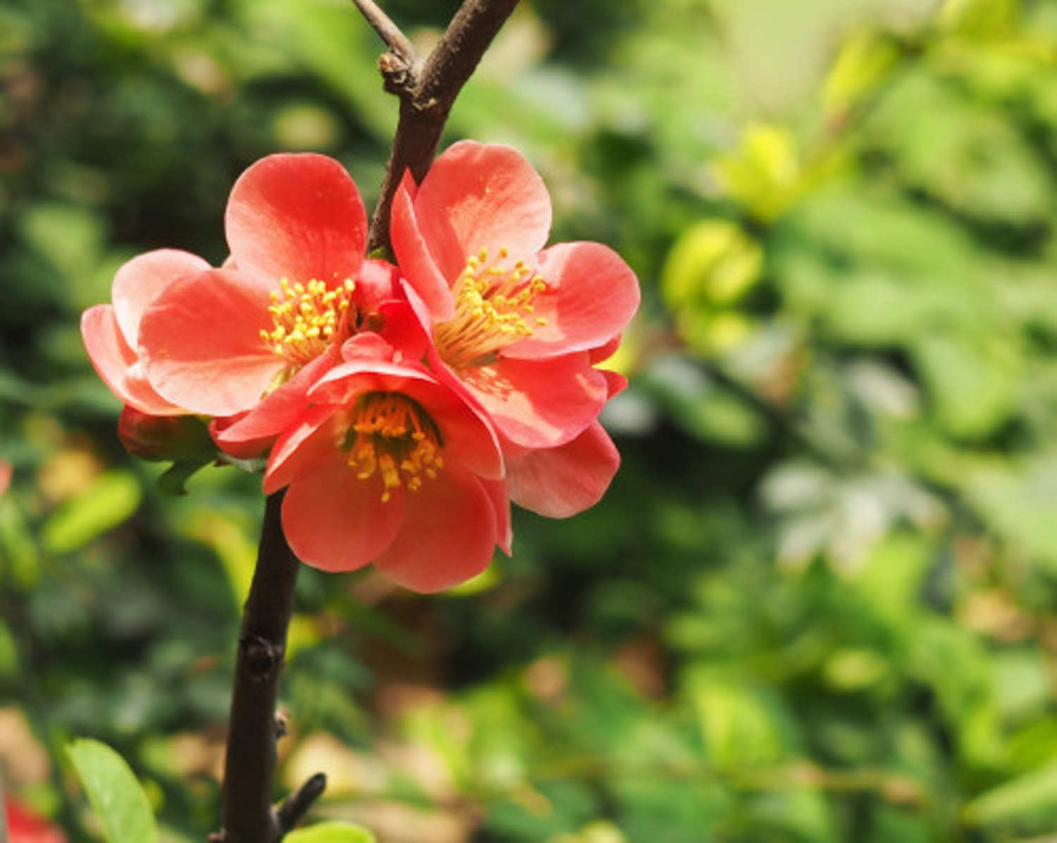 贴梗海棠 贴梗海棠