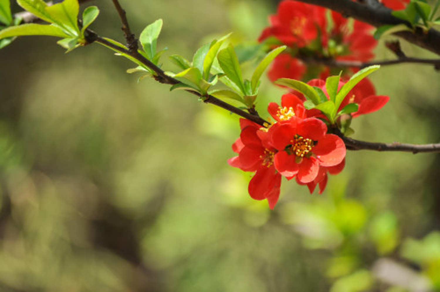 贴梗海棠 贴梗海棠