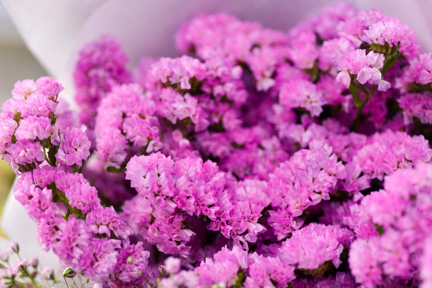 勿忘我可以水培吗