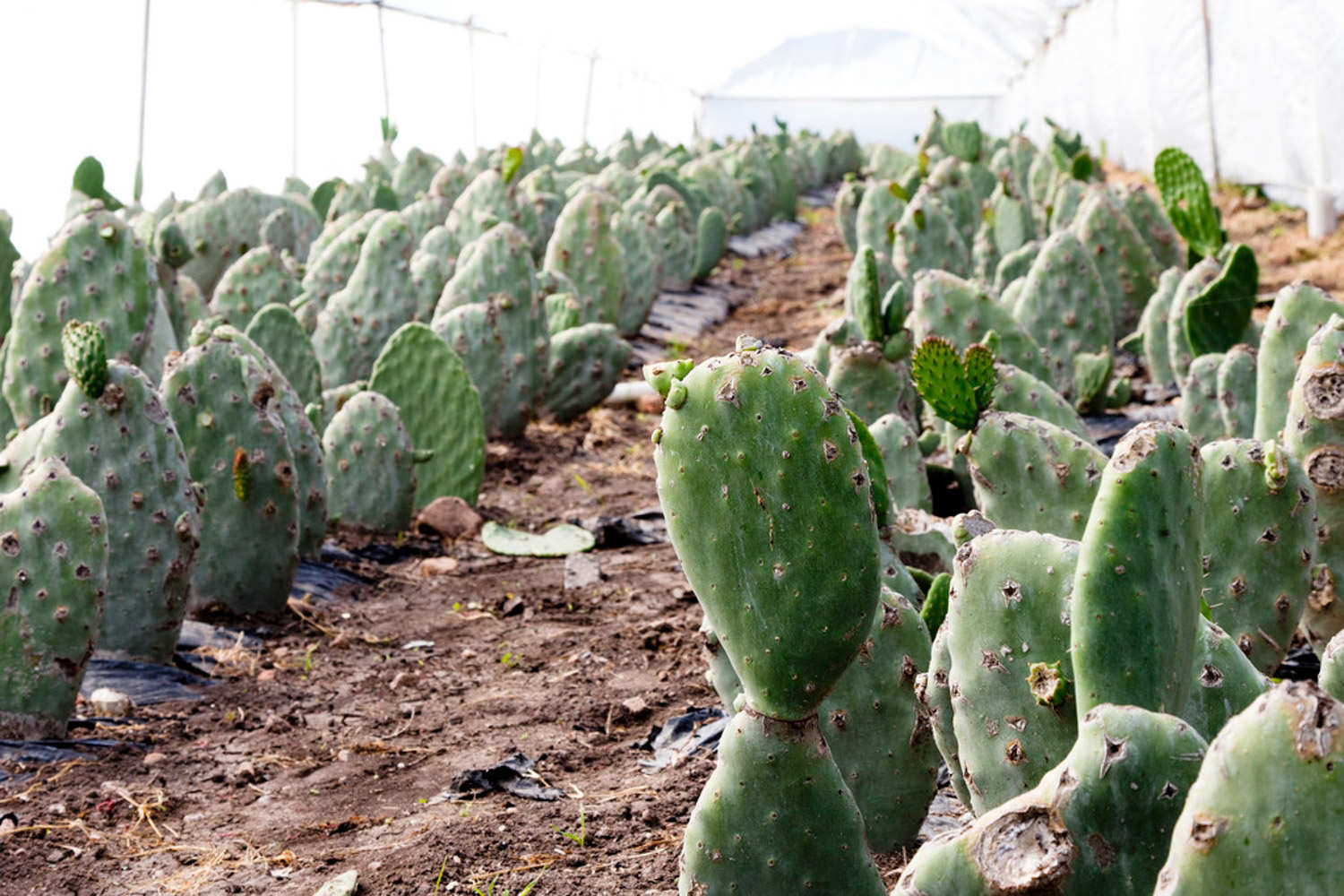 仙人掌竟有这么多药用价值，你知道吗