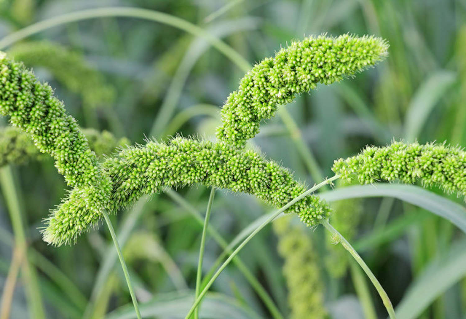 小米的功效与作用，有什么禁忌