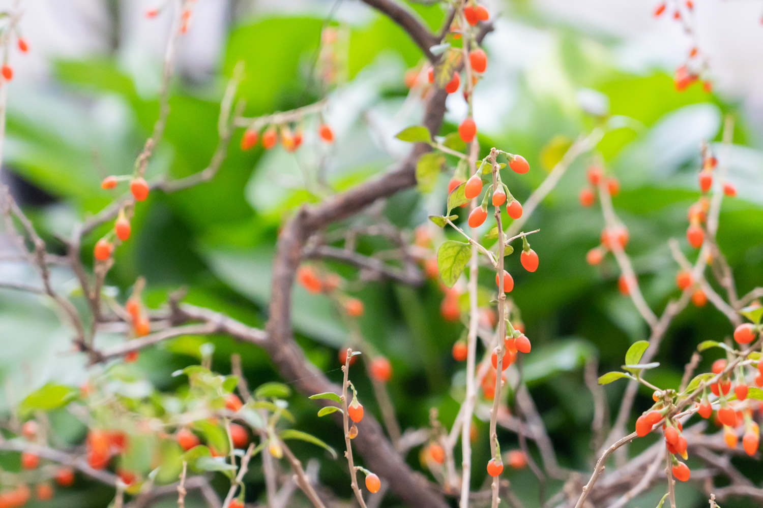 黑枸杞有什么功效，黑枸杞的正确吃法