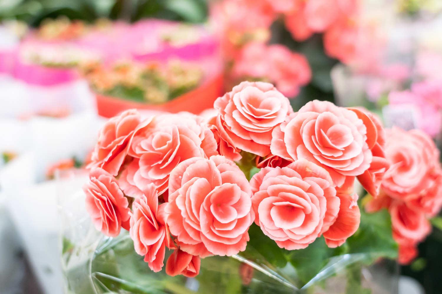 丽格海棠 丽格海棠