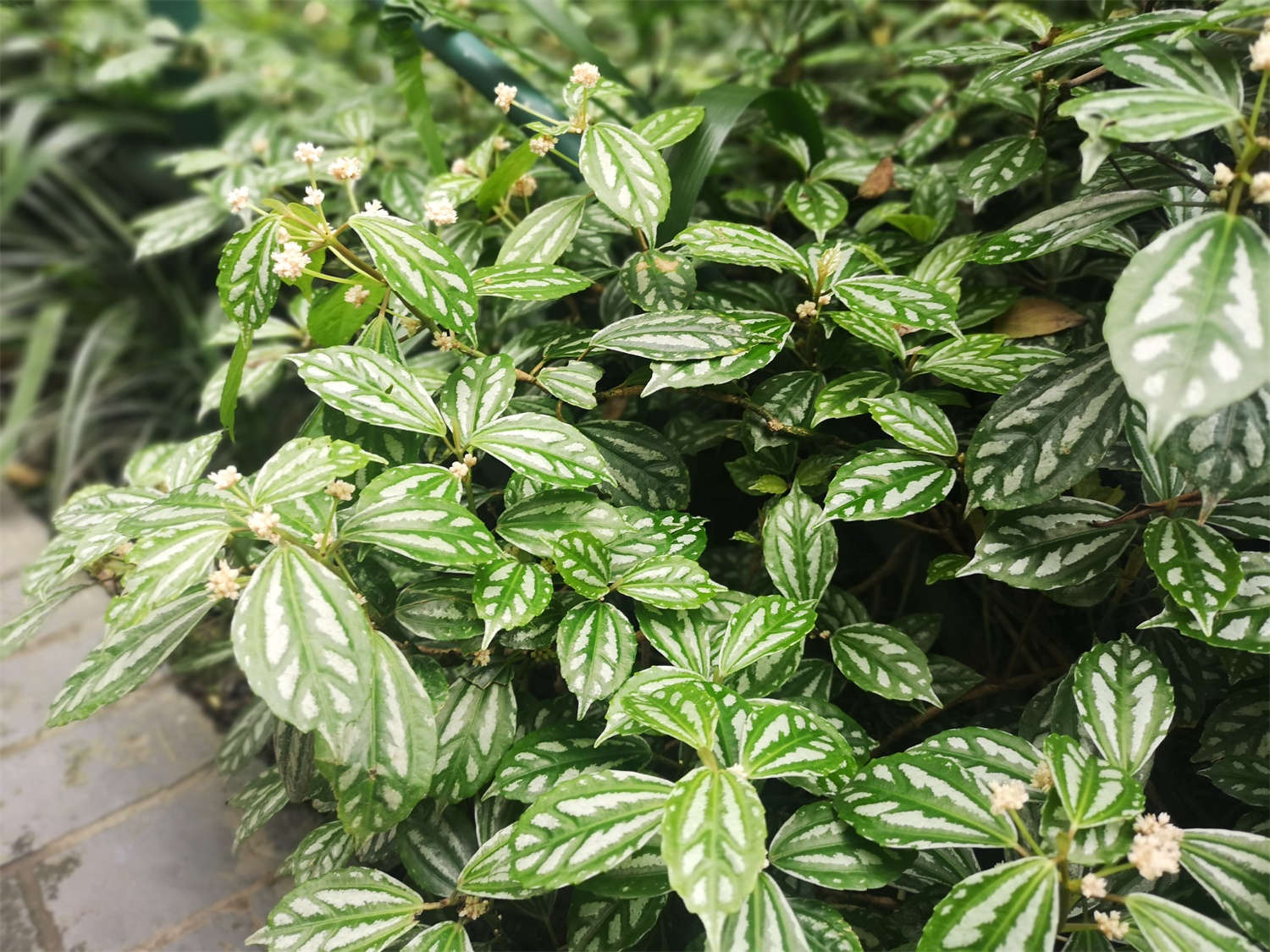 冷水花的花语和寓意，送人有什么禁忌