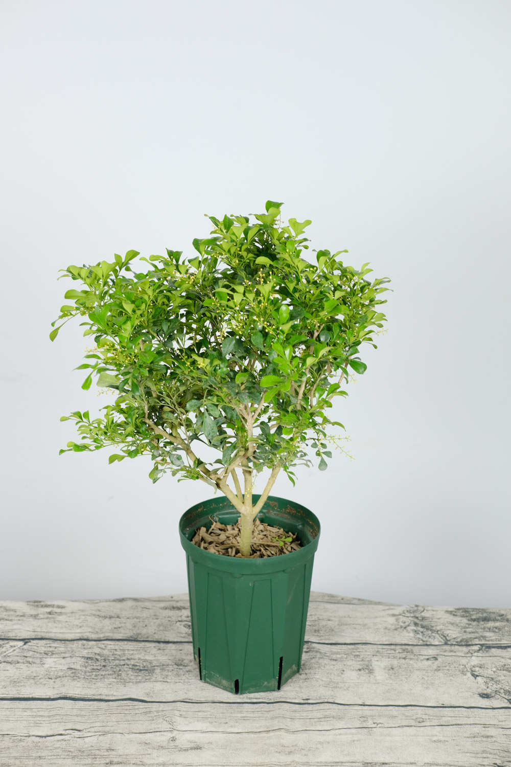 米兰花的水培方法