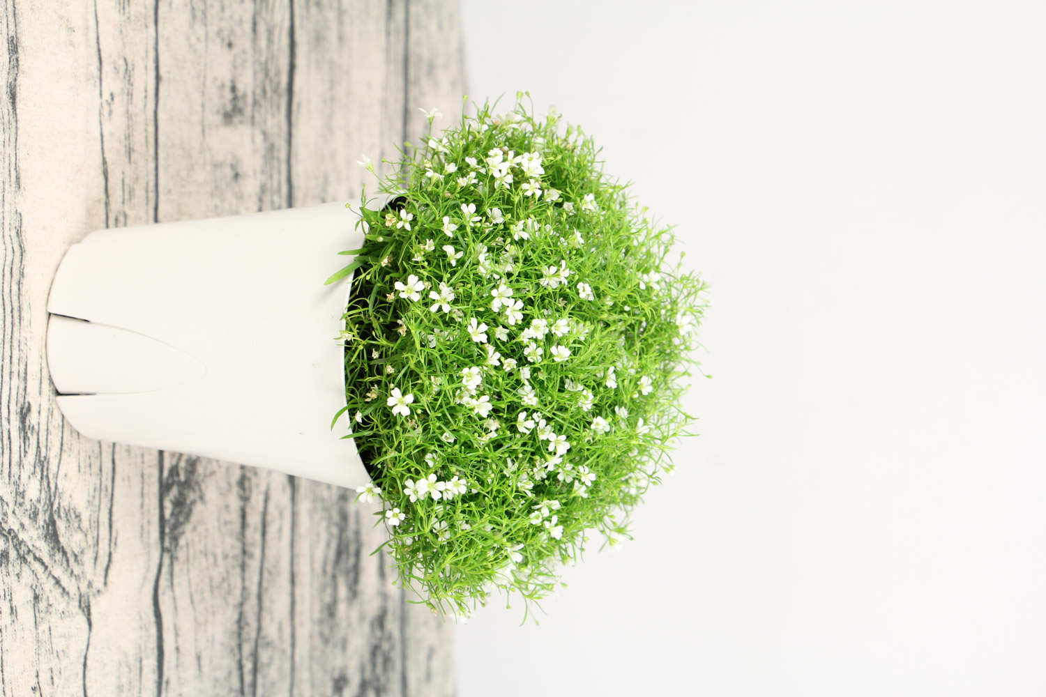 垂吊满天星的风水作用