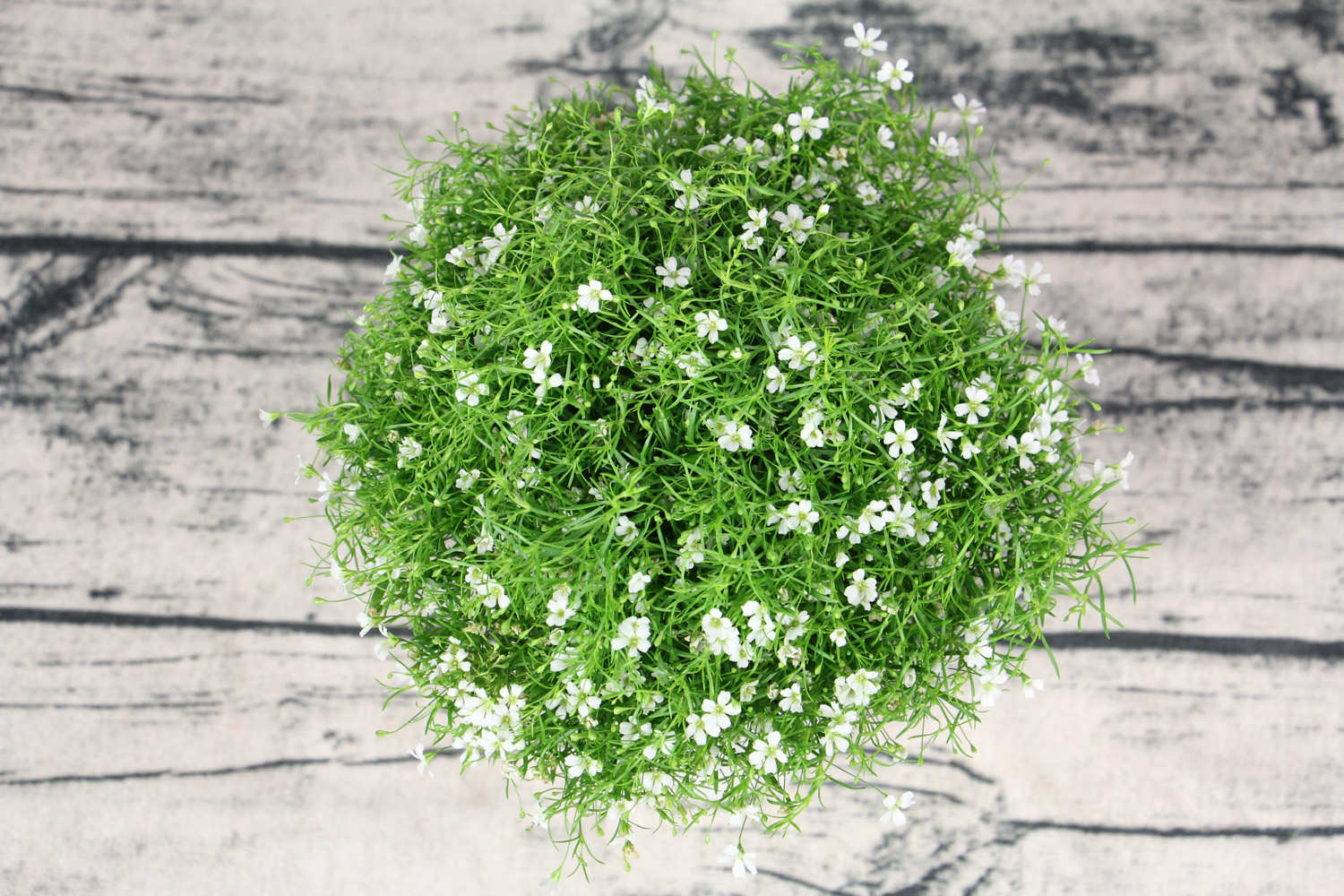 满天星适合送什么人