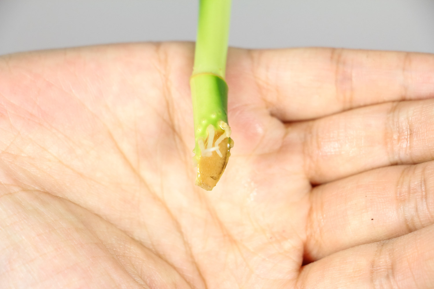 水培富贵竹如何过冬