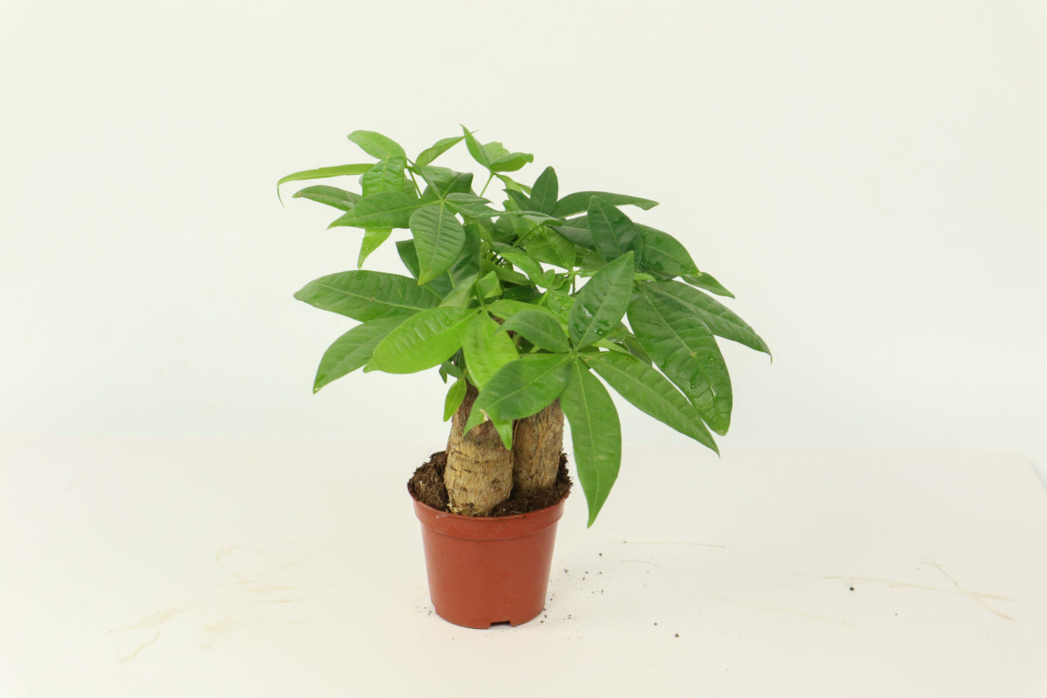 发财树小盆景怎么制作