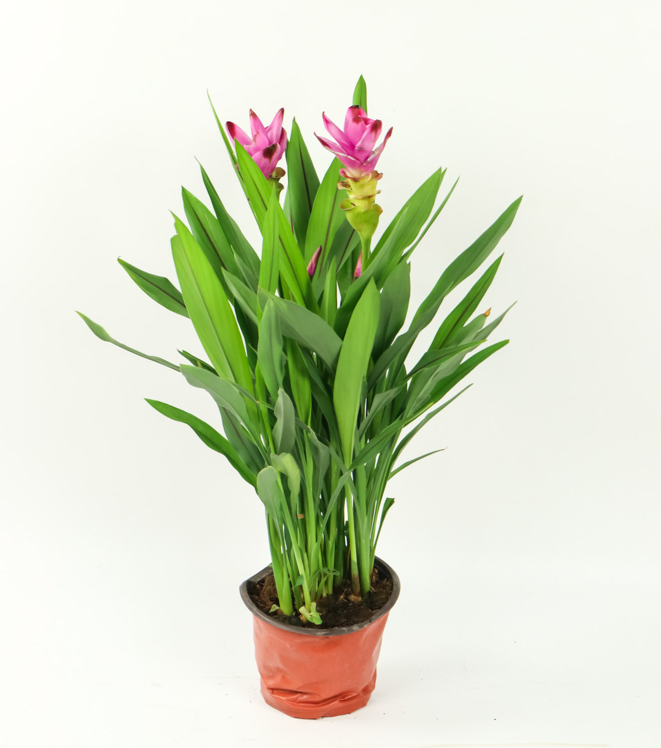 姜荷花有毒吗？