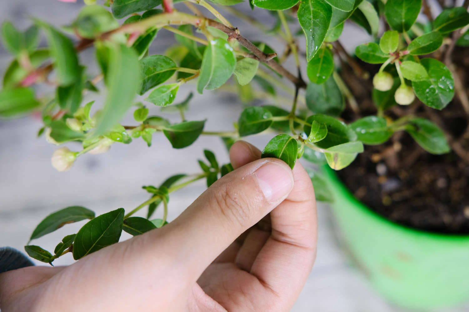 倒挂金钟 倒挂金钟