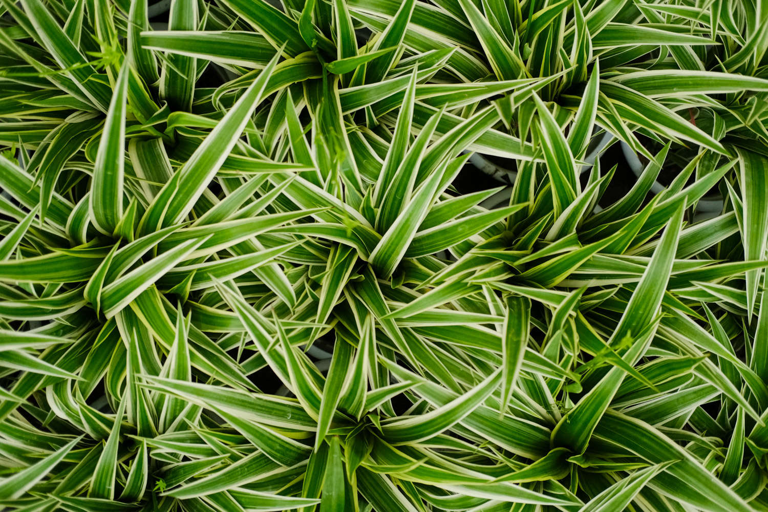 银边吊兰的功效与作用