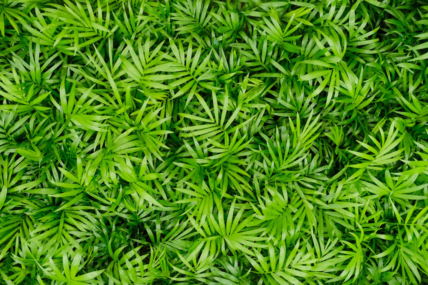 袖珍椰子 袖珍椰子