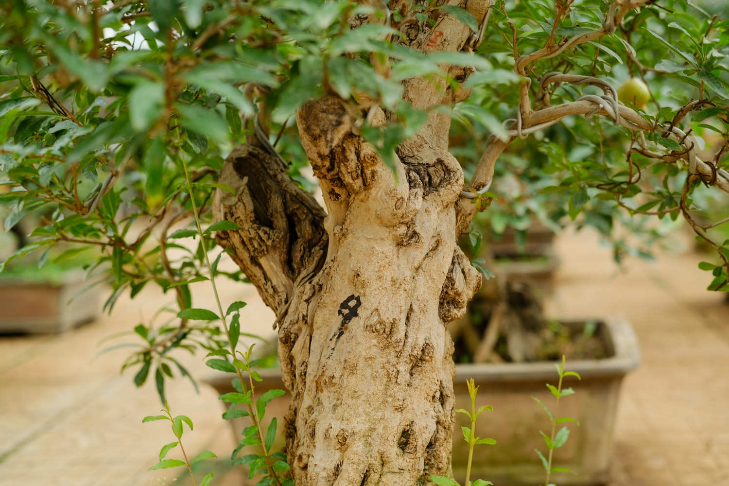 六种镇宅又旺财的树