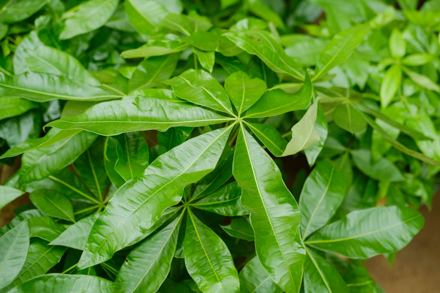 发财树可以扦插水培吗