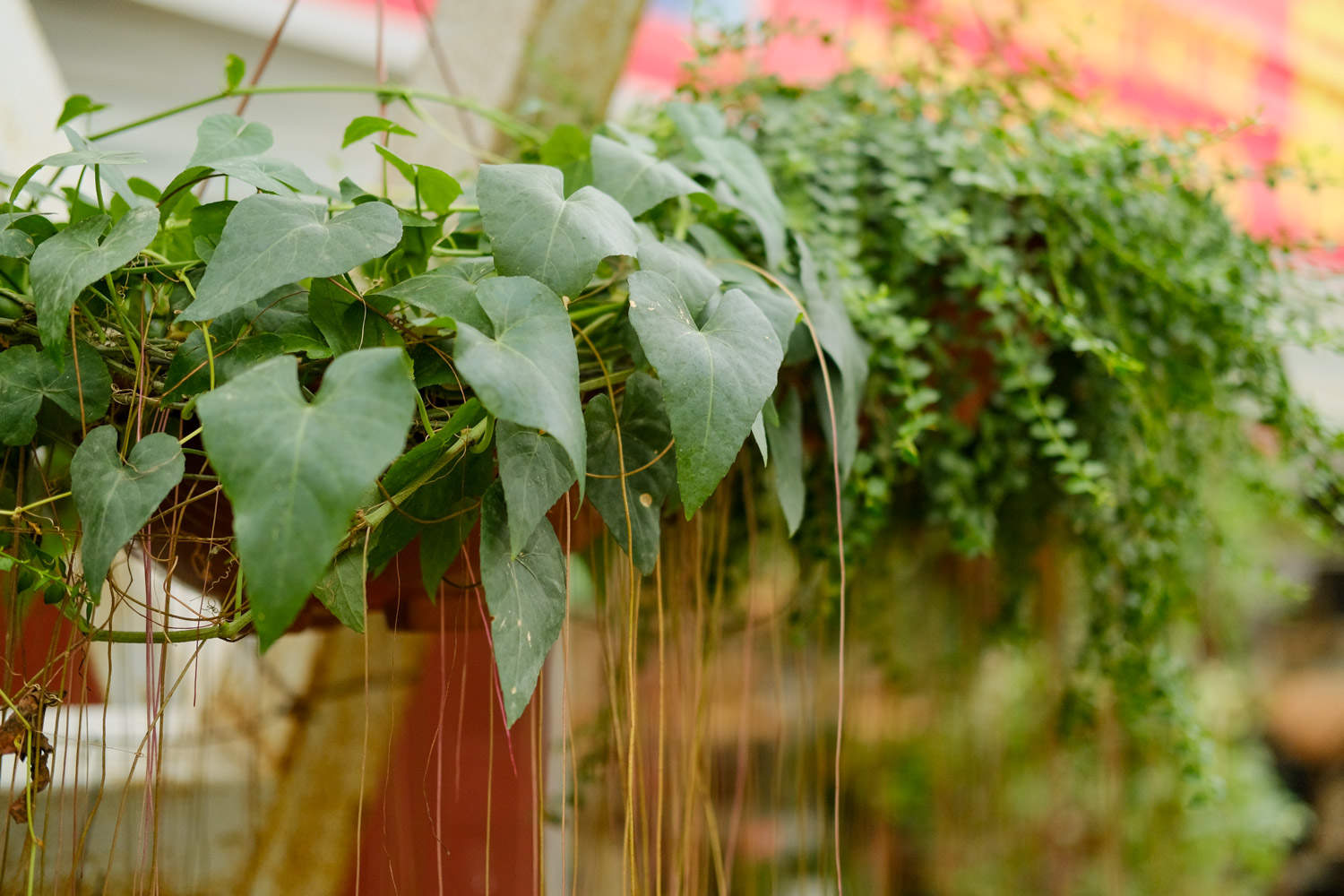 锦屏藤有什么作用