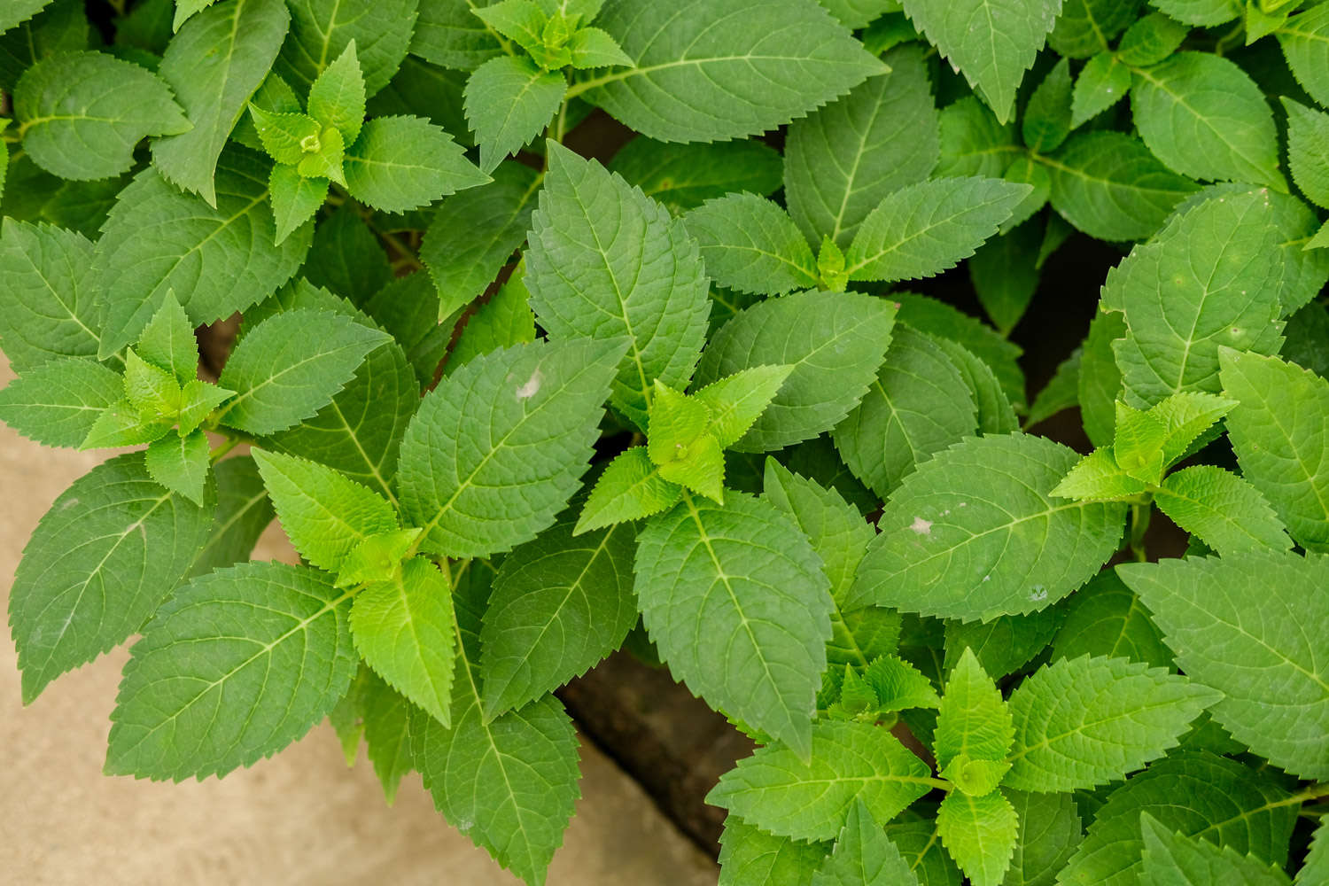 绣球花寓意，有什么传说