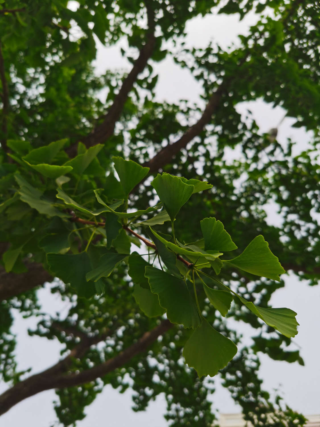 银杏叶对爱情的寓意