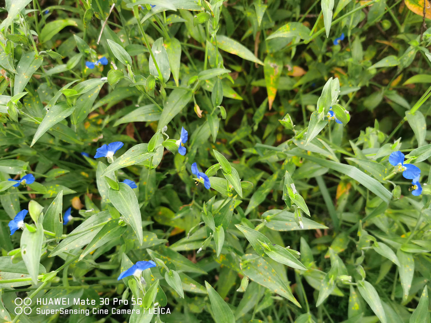 紫鸭趾草有毒吗