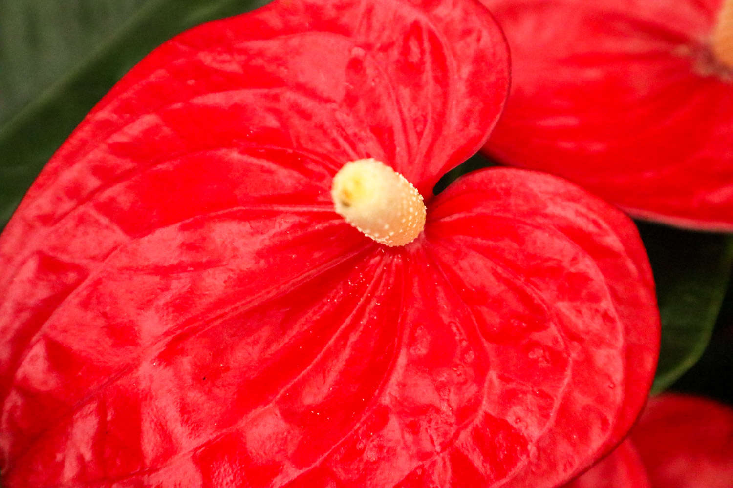 红掌的水培养护大全