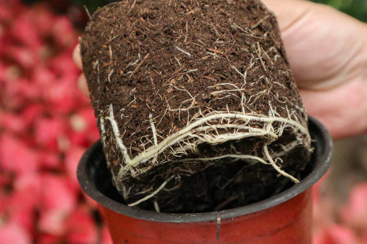 黑叶观音莲 黑叶观音莲