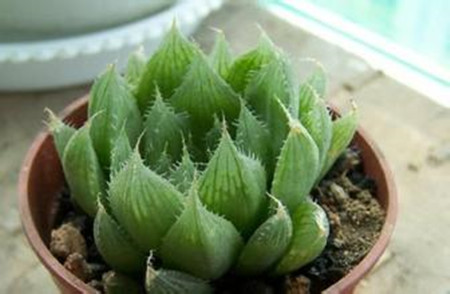 水晶掌的植株 水晶掌的植株