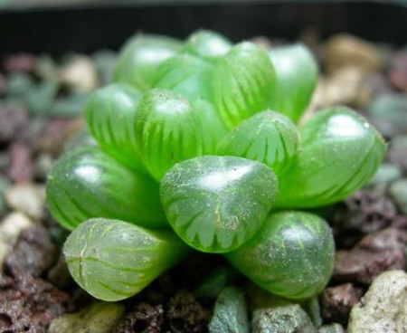 玉露的生长习性 玉露的生长习性