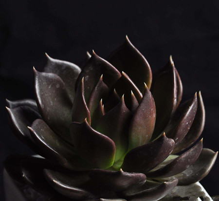 黑王子和黑法师有什么区别~外形特征 黑王子和黑法师有什么区别~外形特征