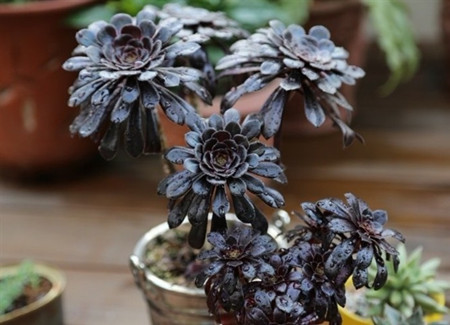 黑王子和黑法师有什么区别~生长习性 黑王子和黑法师有什么区别~生长习性