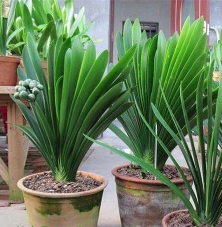 浇水施肥 浇水施肥