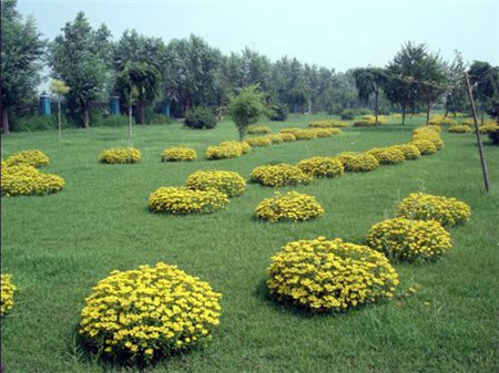 花色区分 花色区分