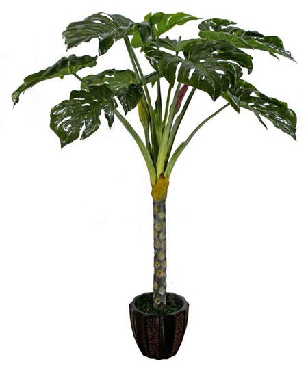 生长环境的差异 生长环境的差异