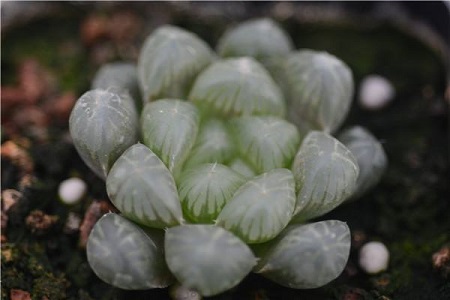 宫灯玉露 宫灯玉露