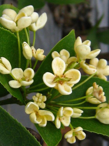 开放的花朵 开放的花朵