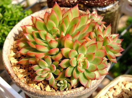 女雏多肉 女雏多肉