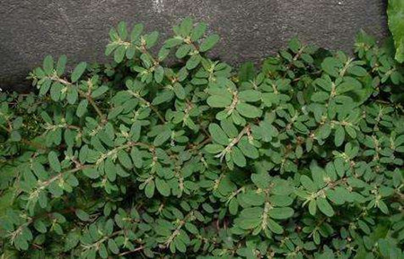 绿色的小草 绿色的小草